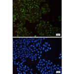 UQCRFS1 Antibody in Immunocytochemistry (ICC/IF)