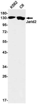 JARID2 Antibody in Western Blot (WB)