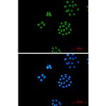 ILF3 Recombinant Rabbit Monoclonal Antibody (K01_1S87)