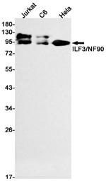 ILF3 Antibody in Western Blot (WB)