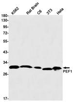 PEF1 Recombinant Rabbit Monoclonal Antibody (K01_1W55)