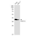 HDAC11 Recombinant Rabbit Monoclonal Antibody (K01_1S07)