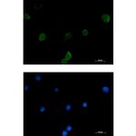 IFITM1 Recombinant Rabbit Monoclonal Antibody (K01_1S68)