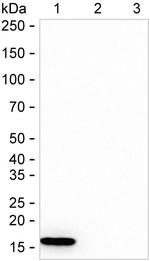 IFITM1 Antibody in Western Blot (WB)