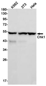 Chk1 Antibody in Western Blot (WB)