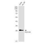 PEX11B Antibody in Western Blot (WB)