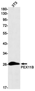 PEX11B Antibody in Western Blot (WB)
