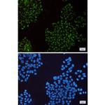 MRPS26 Recombinant Rabbit Monoclonal Antibody (K01_1U07)