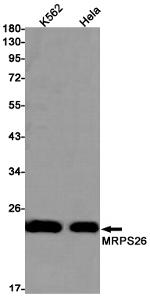MRPS26 Antibody in Western Blot (WB)