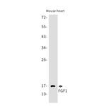 FGF1 Recombinant Rabbit Monoclonal Antibody (K01_1R14)