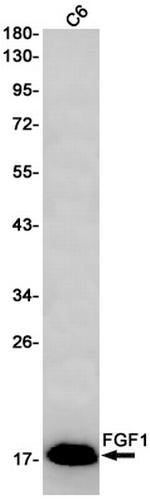 FGF1 Antibody in Western Blot (WB)