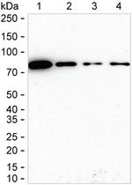 Moesin Antibody in Western Blot (WB)