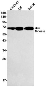 Moesin Antibody in Western Blot (WB)