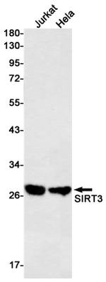 SIRT3 Antibody in Western Blot (WB)