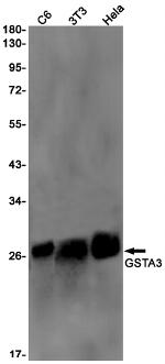 GSTA3 Antibody in Western Blot (WB)
