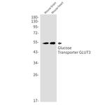 GLUT3 Antibody in Western Blot (WB)