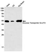 GLUT3 Recombinant Rabbit Monoclonal Antibody (K01_1R71)