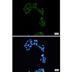 Phospho-p130 (Ser952) Antibody in Immunocytochemistry (ICC/IF)