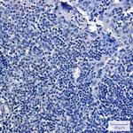 Phospho-p130 (Ser952) Antibody in Immunohistochemistry (Paraffin) (IHC (P))
