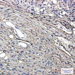 GAP43 Antibody in Immunohistochemistry (Paraffin) (IHC (P))
