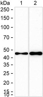 GAP43 Antibody in Western Blot (WB)