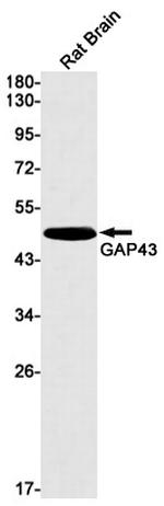 GAP43 Antibody in Western Blot (WB)