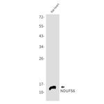 NDUFS6 Antibody in Western Blot (WB)