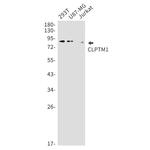 CLPTM1 Recombinant Rabbit Monoclonal Antibody (K01_1P65)