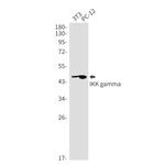 IKK gamma Antibody in Western Blot (WB)