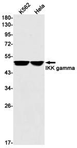 IKK gamma Antibody in Western Blot (WB)