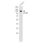 SF3B3 Antibody in Western Blot (WB)