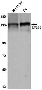 SF3B3 Antibody in Western Blot (WB)