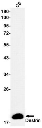 Destrin Antibody in Western Blot (WB)