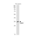 TCEA1 Antibody in Western Blot (WB)