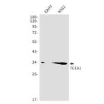 TCEA1 Recombinant Rabbit Monoclonal Antibody (K01_2J13)