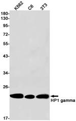 HP1 gamma Antibody in Western Blot (WB)