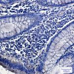 SNX9 Antibody in Immunohistochemistry (Paraffin) (IHC (P))