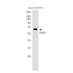 SNX9 Antibody in Western Blot (WB)