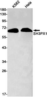 SNX9 Antibody in Western Blot (WB)