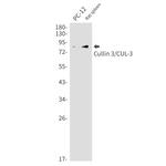 Cullin 3 Antibody in Western Blot (WB)