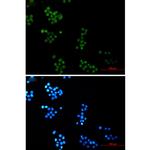 NTHL1 Recombinant Rabbit Monoclonal Antibody (K01_1U93)