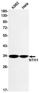 NTHL1 Antibody in Western Blot (WB)