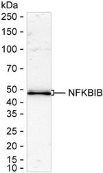 IkB beta Antibody in Western Blot (WB)