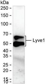 LYVE1 Antibody in Western Blot (WB)