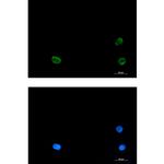 SNAP29 Recombinant Rabbit Monoclonal Antibody (K01_1Y57)