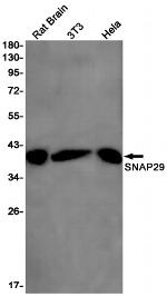 SNAP29 Antibody in Western Blot (WB)