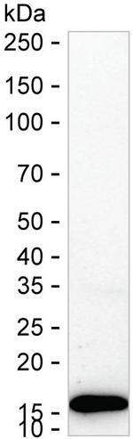 PRDX5 Antibody in Western Blot (WB)