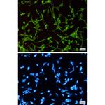 GSK3 alpha Recombinant Rabbit Monoclonal Antibody (K01_1R96)