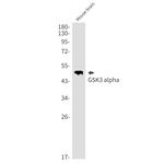 GSK3 alpha Antibody in Western Blot (WB)