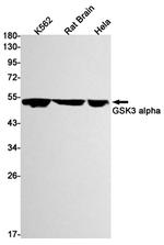 GSK3 alpha Antibody in Western Blot (WB)
